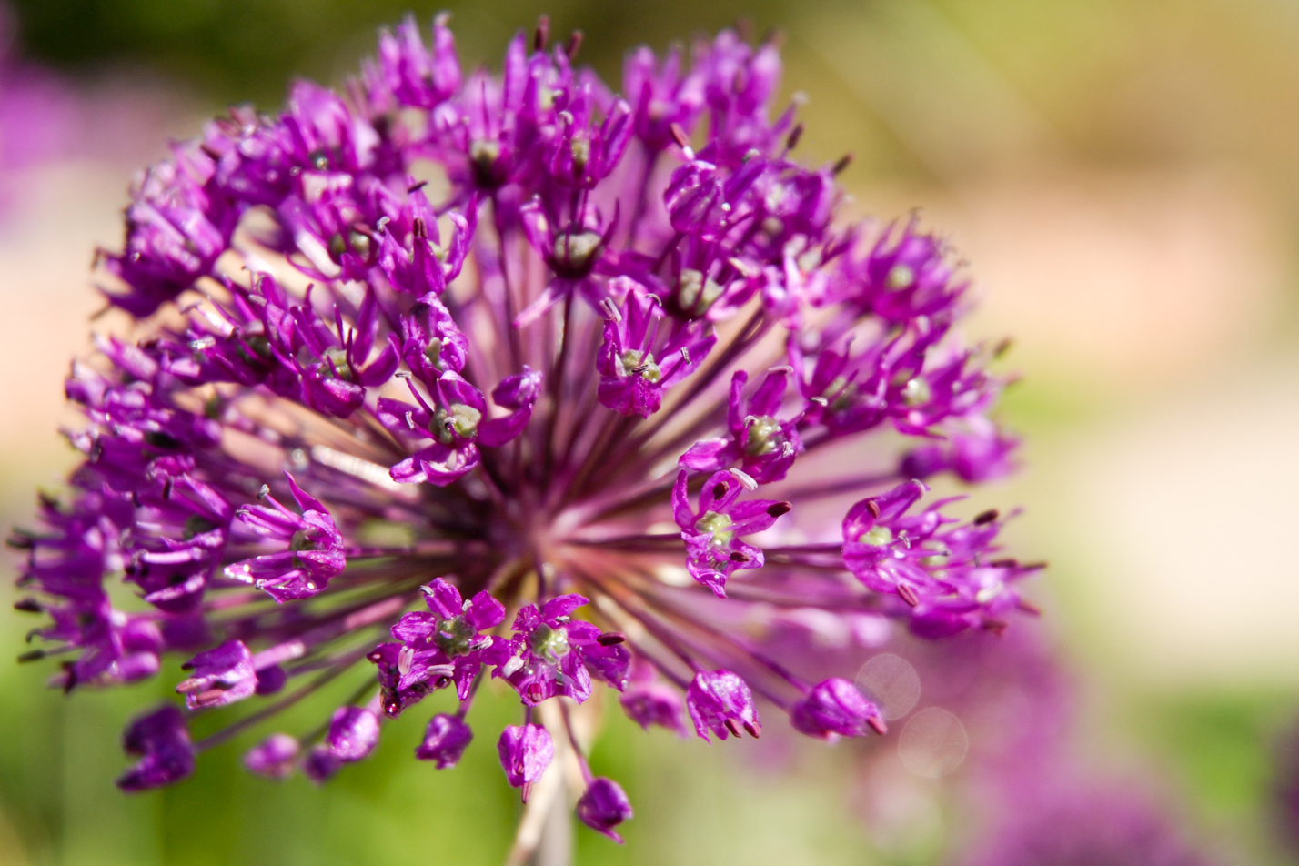 Purple Sensation Allium